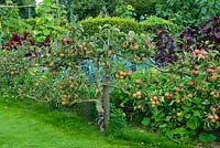 Apple espalier beside ornamental vegetable garden. Wyken Hall, Suffolk