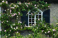 Rosa 'Albertine' trained on front of house with gothic window
