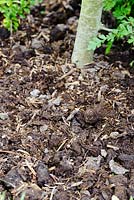 Mushroom compost used as a mulch