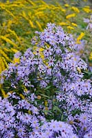 Aster 'Little Carlow' cordifolius hybrid with Solidago rugosa 'Fireworks' in background
