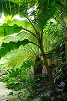 Musa basjoo, Fatsia japonica, Phyllostachys nigra and Dicksonia antarctica in cool shady area beside fence