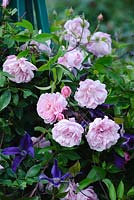 Rosa 'Mortimer Sackler' with Clematis 'Harlow Carr'