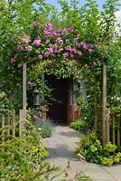 Rosa 'Veilchenblau' trained over wooden arch. Capel Manor Gardens