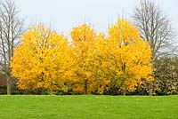 Acer platanoides. Three trees in autumn