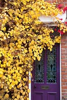 Hydrangea anomala subsp. petiolaris. Autumn leaves beside purple front door