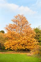 Quercus castaneifolia. Autumn foliage
