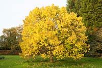 Morus nigra. Autumn foliage