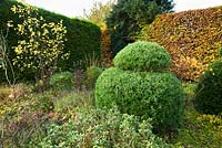Phillyrea angustifolia topiary. Hardwicke House, Fen Ditton, Cambridge