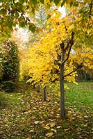 Pleached lime tree avenue in autumn. Hardwicke House, Fen Ditton, Cambridge