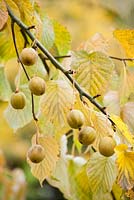Davidia involucrata fruits in autumn