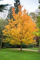 Acer campestre. Specimen in autumn. Madingley Hall, Cambridge