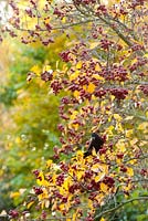 Blackbird eating berries of Crataegus persimils 'Prunifolia'
