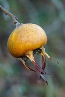 Mespilus germanica fruit. Medlar