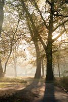 View of misty trees in autumn. Cambridge Botanic Gardens.