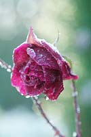 Rosa 'Deep Secret'. Flower in late autumn with frost