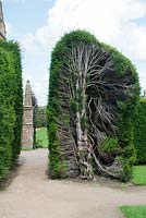 Old yew hedge that has been pruned back to restore shape and size. Montacute House, Somerset