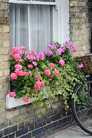 Window box with pelargoniums and ivy. Parked bicycle.