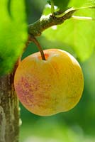 Plum 'Early Transparent Gage'
