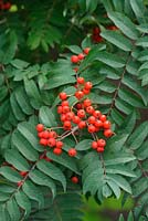 Sorbus decora - Showy mountain-ash berries