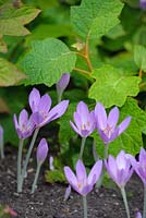 Colchicum byzantinum with leaves of Hydrangea quercifolia