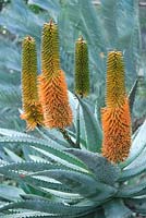 Aloe ferox in flower