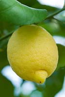 Citrus limon - lemon fruit