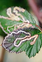 Stigmella aurella - Leaf miner on blackberry leaf.
