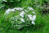Anemone blanda 'White Splendour' - Windflower - moving in the wind