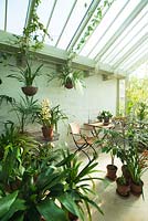 Interior of lean to conservatory with aspidistra, clivias and cymbidium orchids. Table and chairs, limestone floor, limewashed walls. 