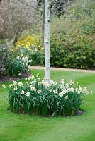 Narcissus in circular bed around base of birch tree in lawn