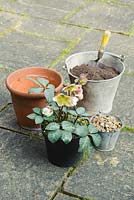 Planting a hellebore - Helleborus x ericsmithii 'Winter Moonbeam' in a pot