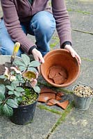 Planting a hellebore - Helleborus x ericsmithii 'Winter Moonbeam' in a pot. Adding crocks
