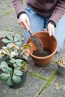 Planting a hellebore - Helleborus x ericsmithii 'Winter Moonbeam' in a pot. Adding compost to pot
