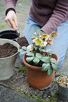 Planting a hellebore - Helleborus x ericsmithii 'Winter Moonbeam' in a pot. Adding compost to pot 
