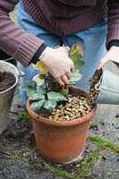 Planting a hellebore - Helleborus x ericsmithii 'Winter Moonbeam' in a pot. Adding layer of gravel mulch 
