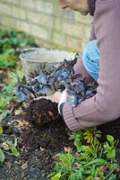 Mulching a hellebore - Helleborus x hybridus with compost