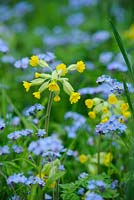 Primula veris - cowslip and forget me nots naturalsed in grass.