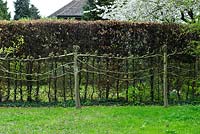 Pleached lime trees showing intertwined branches. Beech hedge. Hardwicke House, Fen Ditton, Cambridge