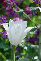 Tulipa 'White Triumphator' growing with Lunaria annua.