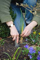 Dividing a congested clump of Iris reticulata 'Joyce' bulbs. Replanting immediately