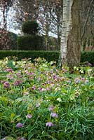 Helleborus x hybridus naturalised in shady bed with snowdrops.