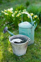 Old watering can and bucket of water
