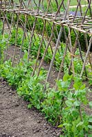 Pisum sativum - Pea plants and support frame in vegetable garden