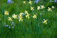Narcissus 'W.P.Milner' in wild garden with Chionodoxa luciliae