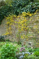 Forsythia suspensa trained on garden wall