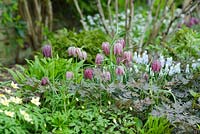 Fritillaria meleagris with Muscari 'Jenny Robinson' Anemone x lipsiensis and young foliage of Anthriscus sylvestris 'Ravenswing'