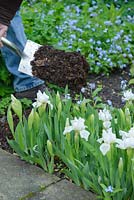 Mulching herbaceous border with garden compost in spring