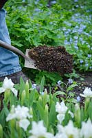 Mulching herbaceous border with garden compost in spring