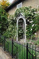 Rosa 'Madame Alfred Carriere' and Rosa 'Alister Stella Gray' trained over porch. Iron railings with lavender hedge