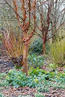 Acer griseum with Helleborus foetidus and Galanthus 'S.Arnott' - The Winter Garden, Sir Harold Hillier Gardens